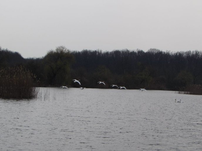 На озерах біля Мукачева оселилася зграя красенів-лебедів – 01