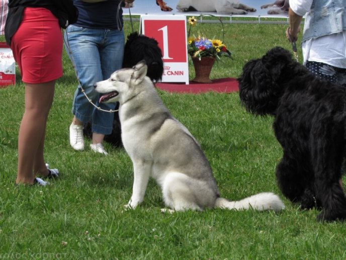 В селищі Чинадієво стартувала Всеукраїнська виставка собак усіх порід "Munkachi – 2016" – 10
