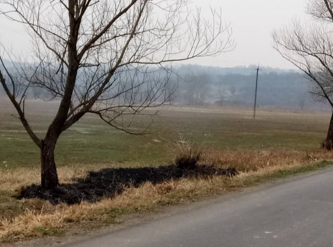 На Закарпатті згоріла Долина нарцисів – 05