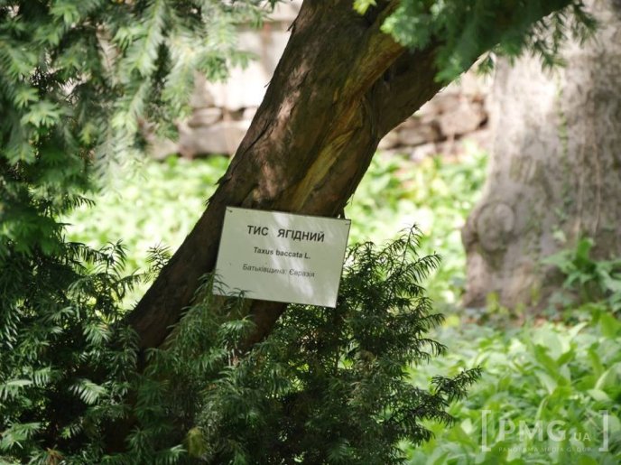 В Ужгороді чиновники посадили два екзотичні дерева – 12