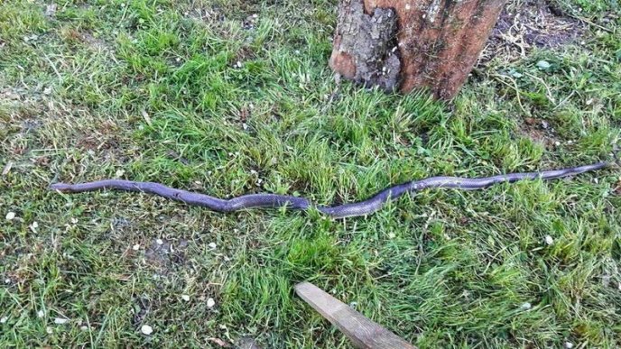 На Закарпатті виявили майже 3-метрову змію, – соцмережі – 01
