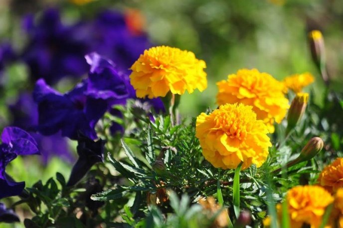 Ужгород буяє квітковим різнобарв’ям – 10