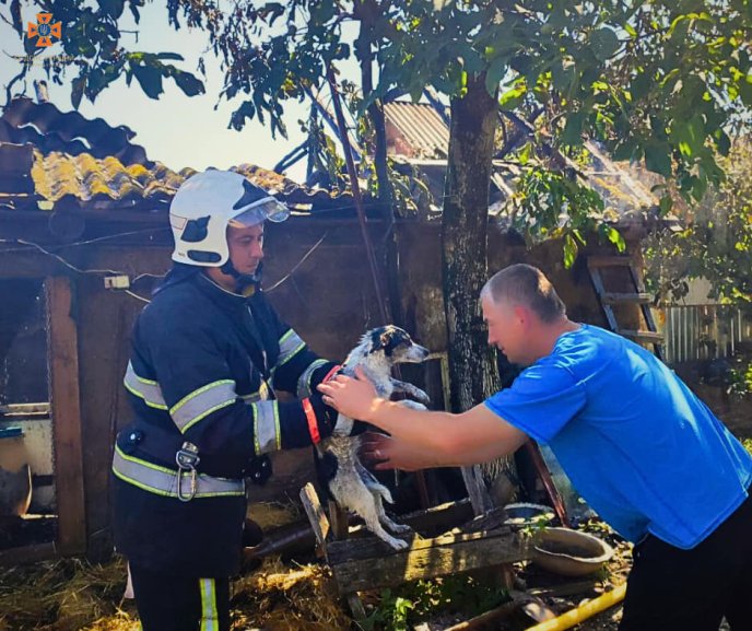 На Закарпатті загорілася будівля, у якій перебувала тварина – 01