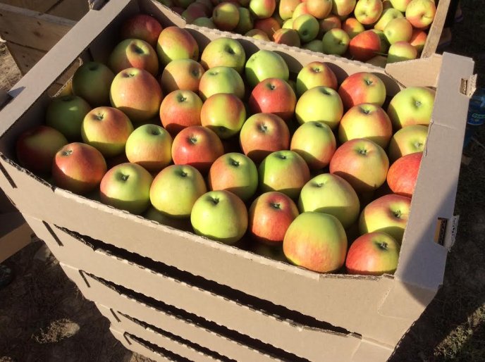 На яблучний ринок країни вривається новий гравець із Закарпаття – 02