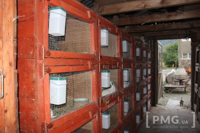 Закарпатець розводить кролів і непогано на цьому заробляє – 04