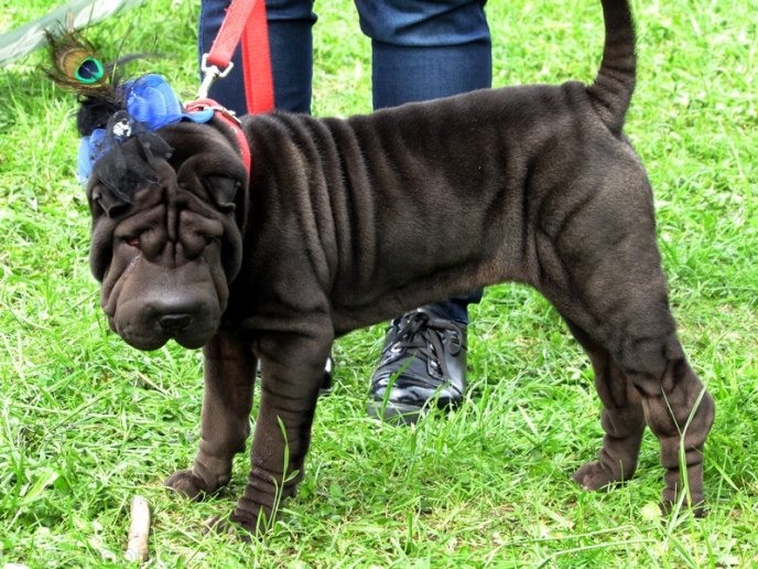 У Мукачеві відбулася масштабна виставка собак – 05