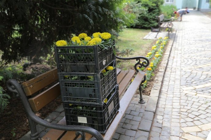 У центрі Мукачева висадили сотні квітів – 02