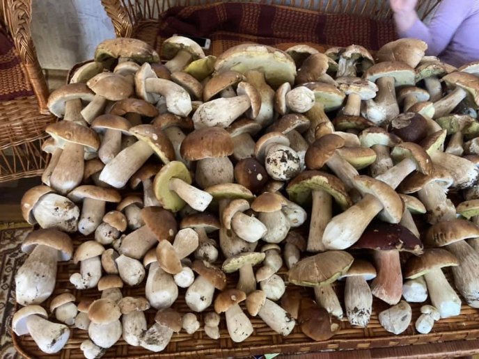 Грибний бум на Закарпатті: де зараз збирають найбільше грибів – 06