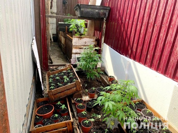 28-річний чоловік вирощував вдома коноплю – 01