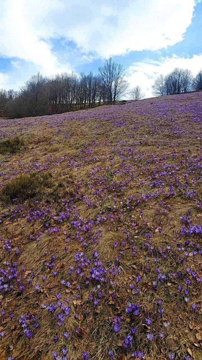 Шафран Гейфеля занесений до Червоної книги / фото: Карпатський біосферний заповідник