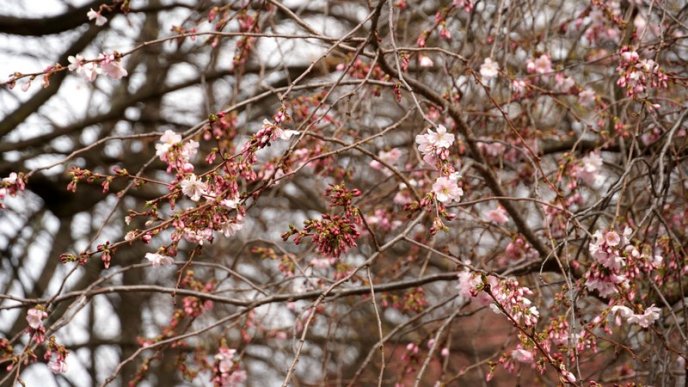 У Мукачеві квітне "шалена" сакура – 05