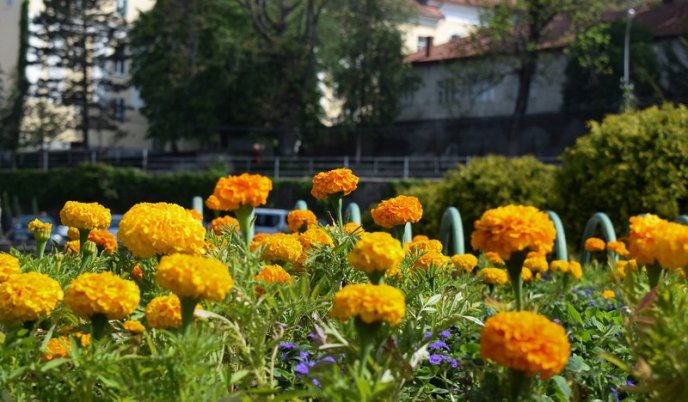 Ужгород активно приводять до ладу: прибирають вулиці, садять квіти, косять траву – 03