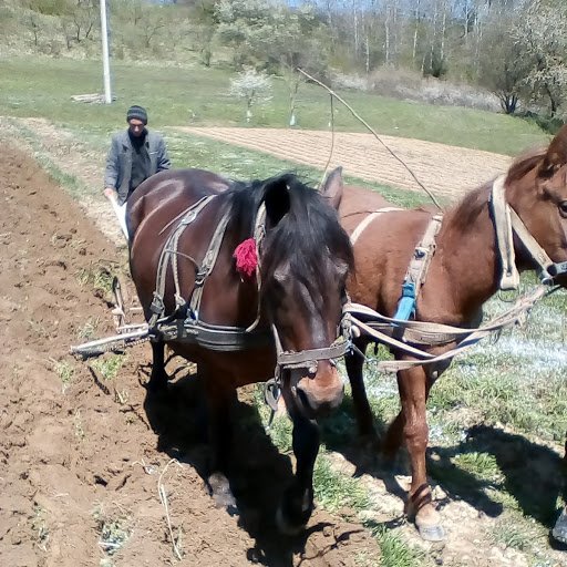 На Свалявщині селяни почати орати землю – 05