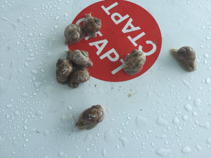 На Перечинщині відбулись незвичні перегони – 08