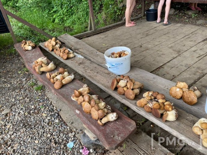 Грибний бум на Мукачівщині або як місцеві заробляють на дарах лісу – 11