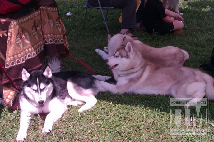 На міській набережній Мукачева провели вже традиційну виставку собак (ФОТО) – 01