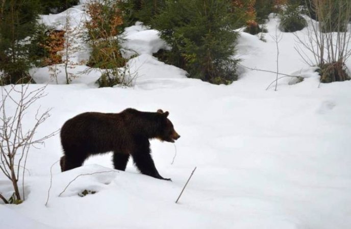 У нацпарку "Синевир" уже прокинулися ведмеді – 03