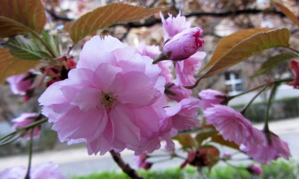 В Ужгороді розквітли перші сакури – 01