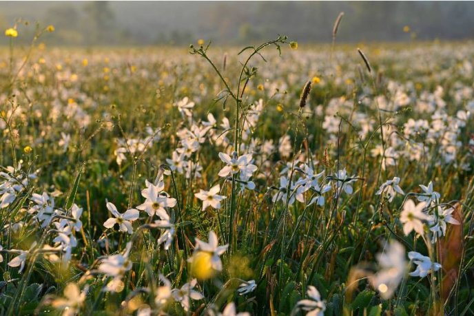 Схід сонця над Долиною нарцисів: у мережі показали неймовірні фото – 01