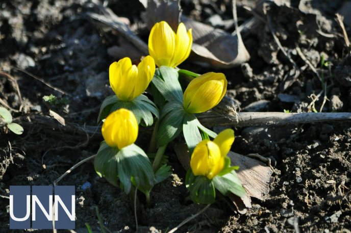 В Ужгороді попри морози розквітли перші шафрани – 01