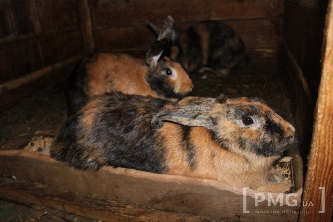 Закарпатець розводить кролів і непогано на цьому заробляє – 12