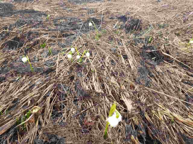 На місці згарища в Долині нарцисів виросли проліски – 01