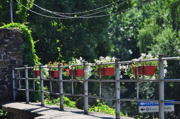 Ужгород буяє квітковим різнобарв’ям – 28