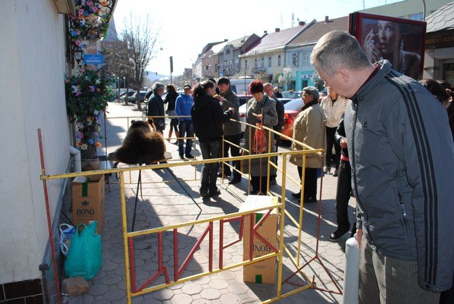 У центрі Мукачева лежить ведмідь (ФОТО) – 02