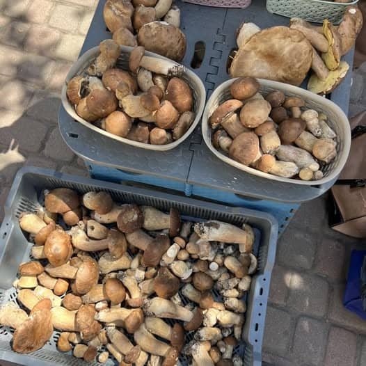 Грибний сезон на Закарпатті: скільки коштує 1 кг білих на ринку – 02 Продаж білих грибів в Ужгороді