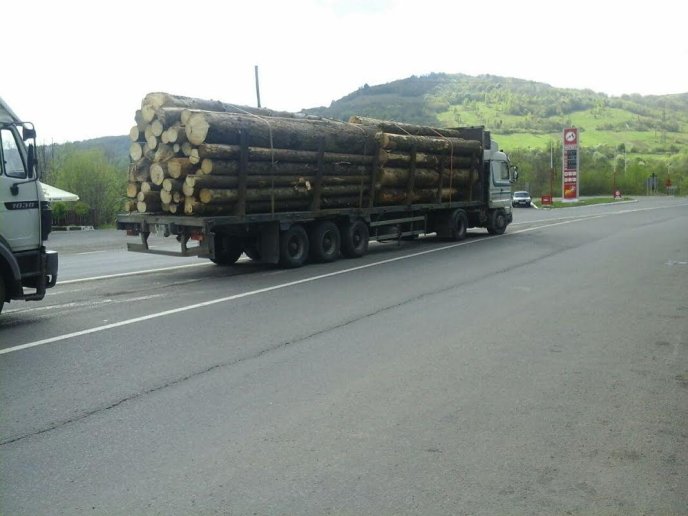Мукачівські патрульні затримали п’ять вантажівок із кругляком лісу – 06