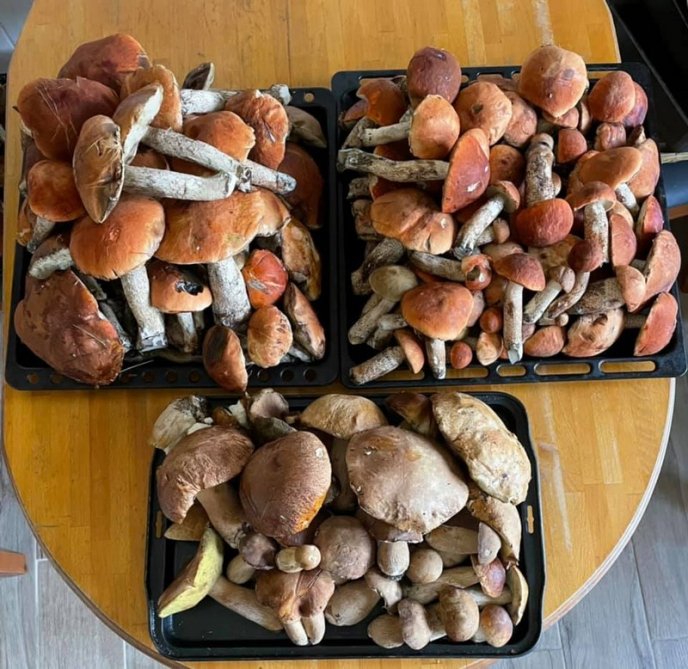 Грибний бум на Закарпатті: де зараз збирають найбільше грибів – 13