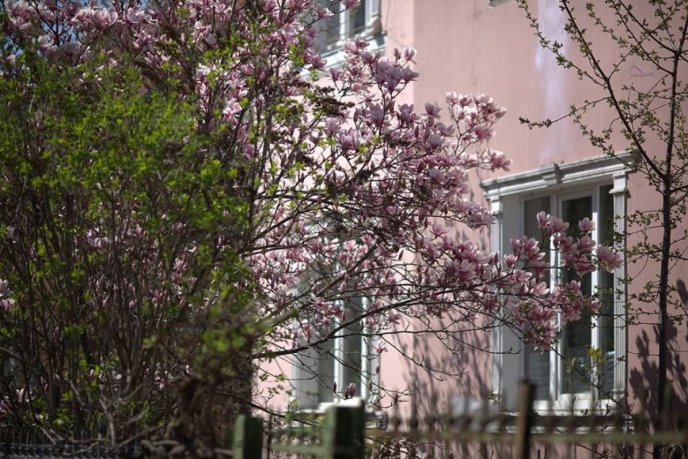 Краса в Ужгороді: у місті розцвіли магнолії – 02