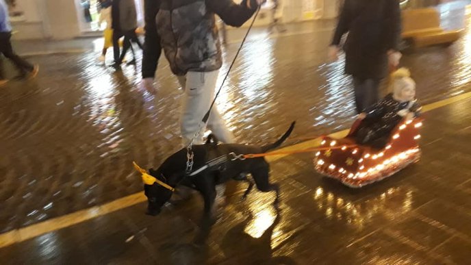 В Ужгороді замість оленів новорічна собака катає дітей на санях на колесах  – 01