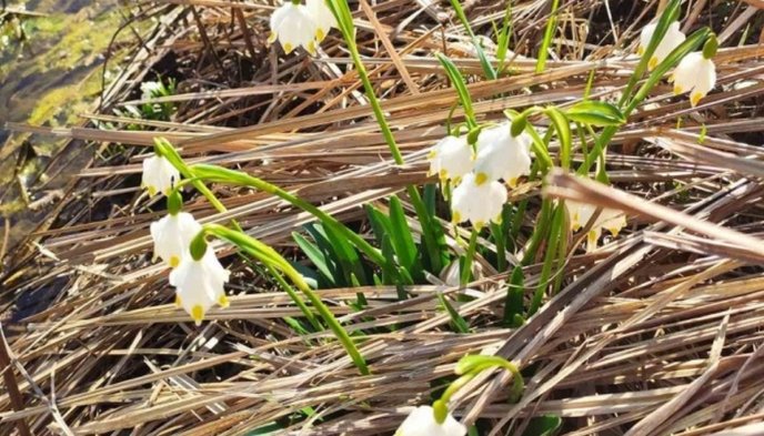 На Закарпатті надзвичайна краса: одночасно квітнуть дві топові туристичні локації – 02