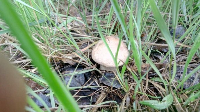 Грибний сезон: закарпатці в соцмережах діляться фотографіями із тихого полювання – 02