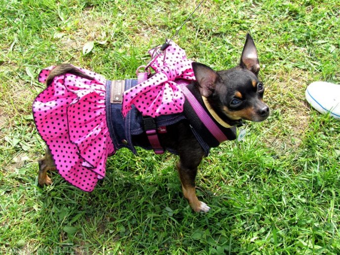 У Мукачеві відбулася масштабна виставка собак – 09