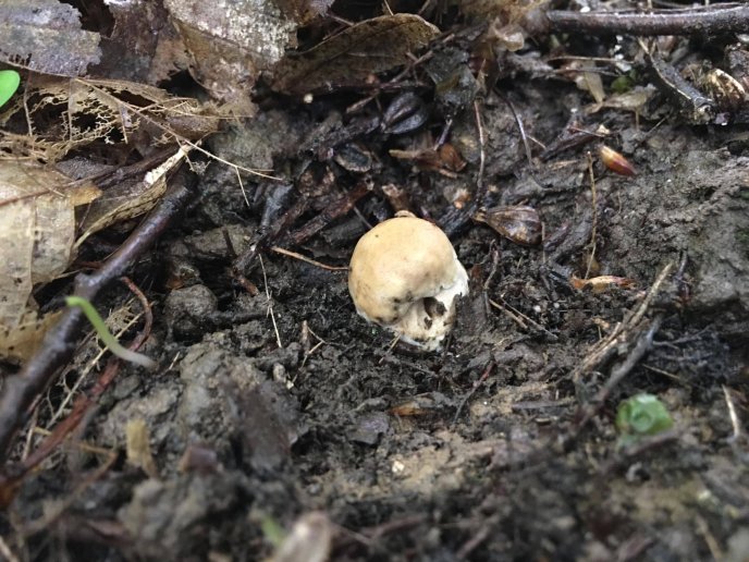 «Весняне диво»: у Карпатах розпочався сезон білих грибів – 07