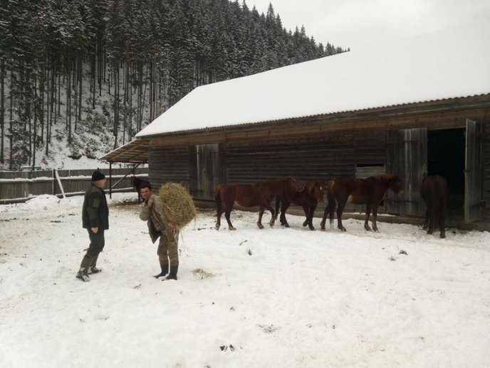 Лісівники врятували оленя, матір якого загризли вовки – 02 Лісівники врятували оленя, матір якого загризли вовки – 02