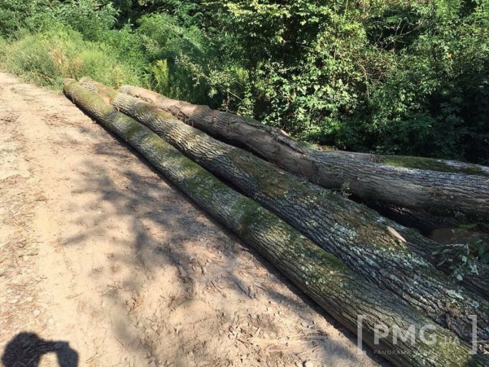 Чергову вирубку лісу виявили у мікрорайоні "Шипка", що у Мукачеві – 05