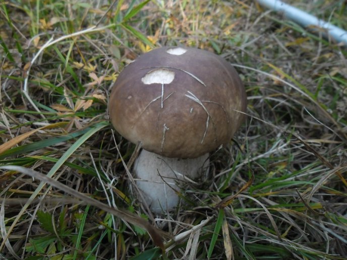 У лісах Закарпаття збирають щедрий грибний урожай – 19