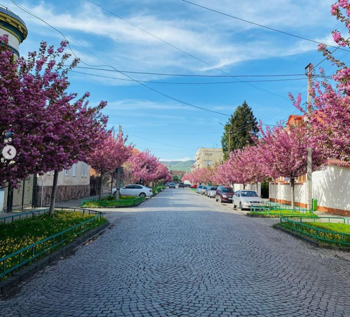 Святослав Вакарчук приїхав у Мукачево помилуватись цвітом сакури – 03