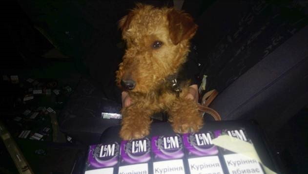 Службовий собака винюхав контрабанду у двох машинах – 01