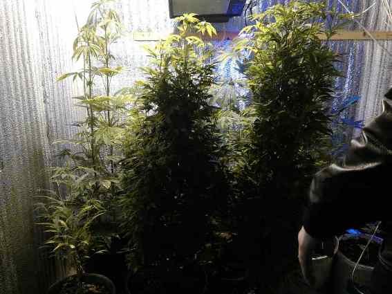 У Чопі чоловік виготовляв наркотики. Якби встиг продати – отримав би мільйон гривень – 05 У Чопі чоловік виготовляв наркотики. Якби встиг продати – отримав би мільйон гривень – 05