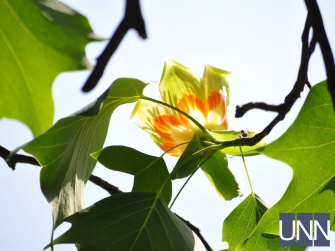 В Ужгороді квітне тюльпанове дерево – 07