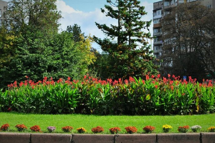 На площах Ужгорода висадили 1500 кущів хризантем – 06