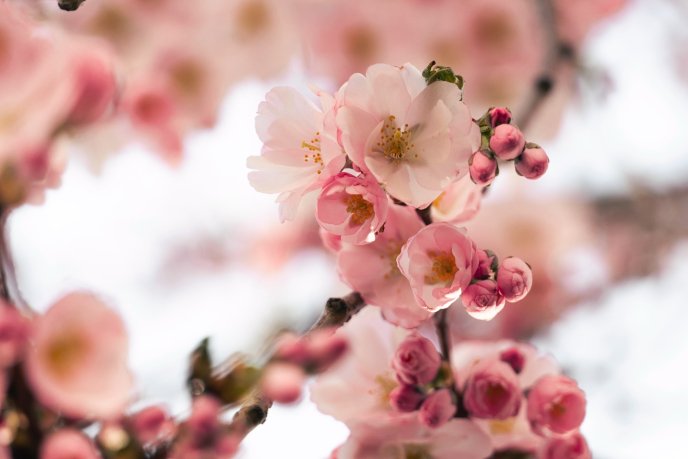 У Мукачеві розквітли перші сакури – 05