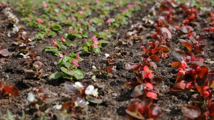 У центрі Мукачева висадили сотні квітів – 11