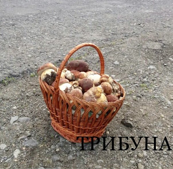 На Закарпатті вже продають білі гриби – 01