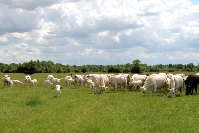 На Закарпаття завезли французьких корів – 08