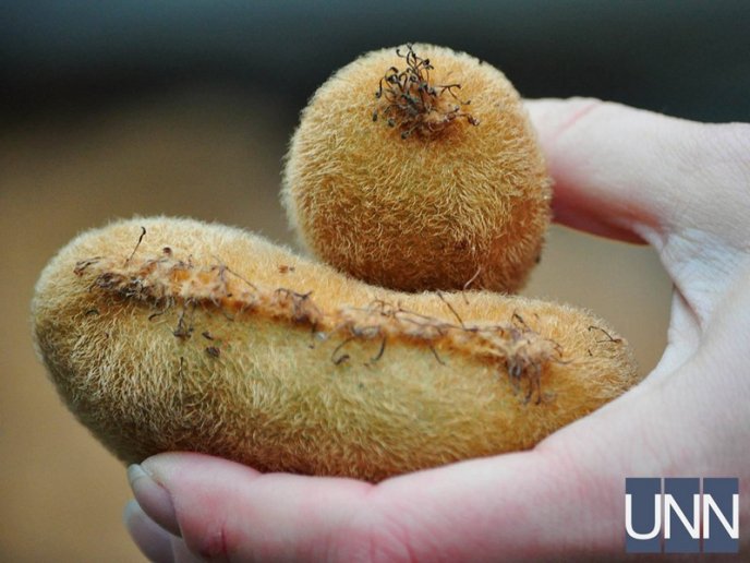 На Закарпатті почали збирати врожай унікального сорту ківі – 13